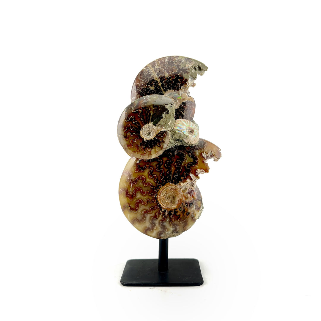 Ammonite Association on Stand