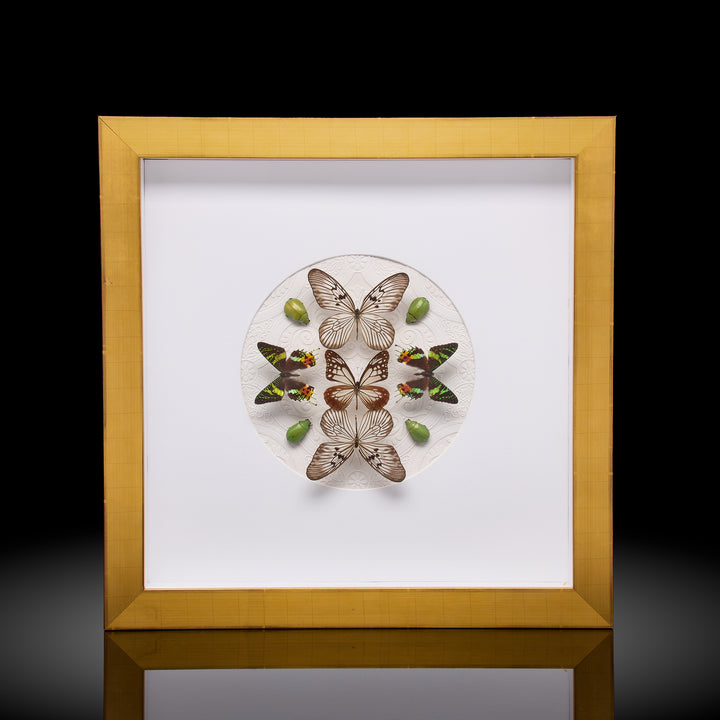 Multi Insect Frame
