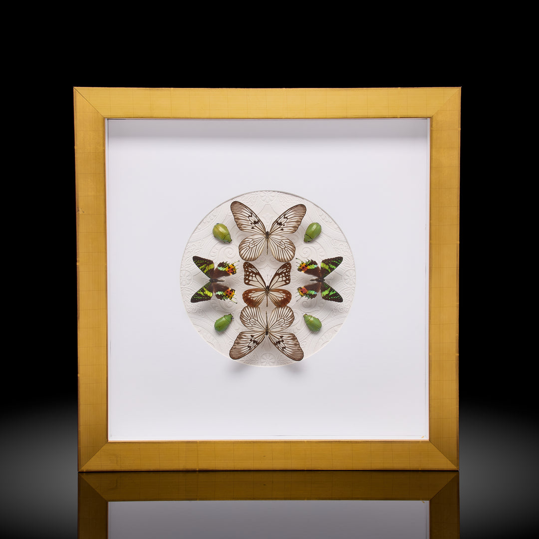 Multi Insect Frame