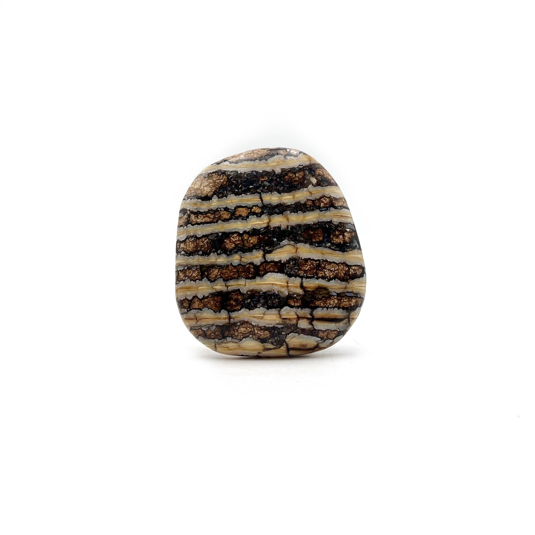 Polished Mammoth Tooth Fossil