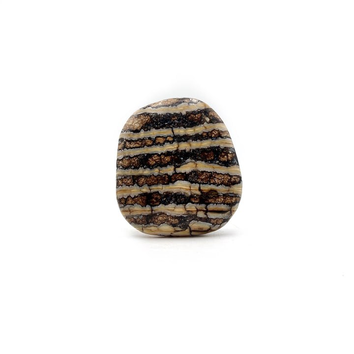 Polished Mammoth Tooth Fossil