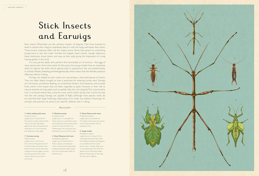 Insectarium: Welcome to the Museum