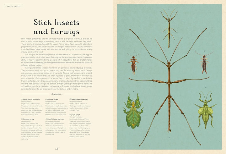 Insectarium: Welcome to the Museum