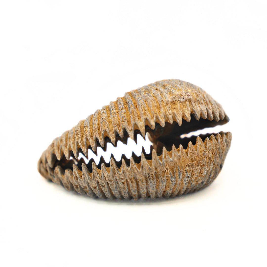 Alectryonia, Prepped Oyster Fossils