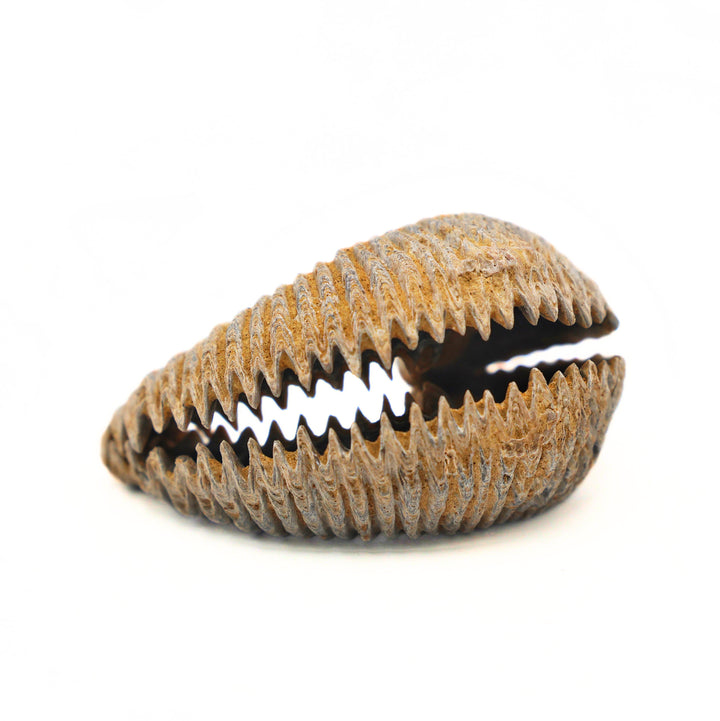 Alectryonia, Prepped Oyster Fossils