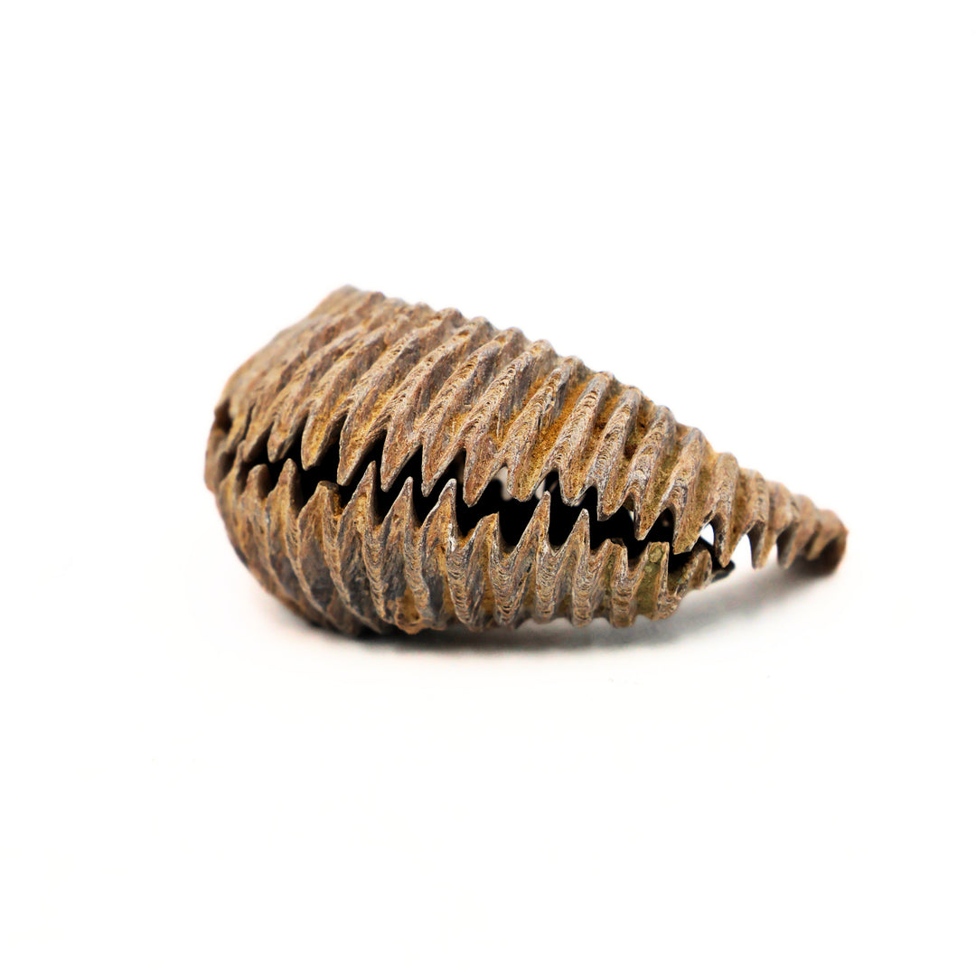 Alectryonia, Prepped Oyster Fossils