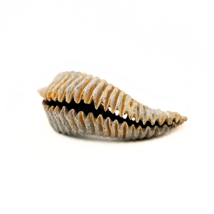 Alectryonia, Prepped Oyster Fossils