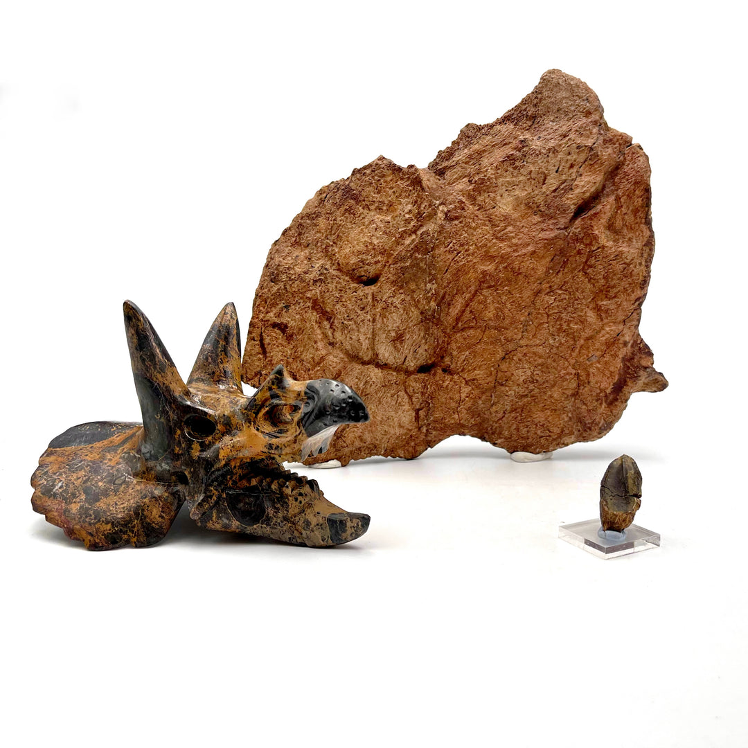 Triceratops Frill with Tooth & Carved Skull