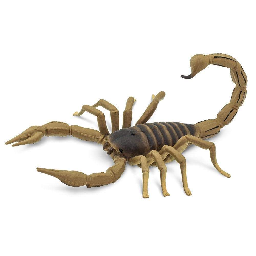 Scorpion – Houston Museum of Natural Science