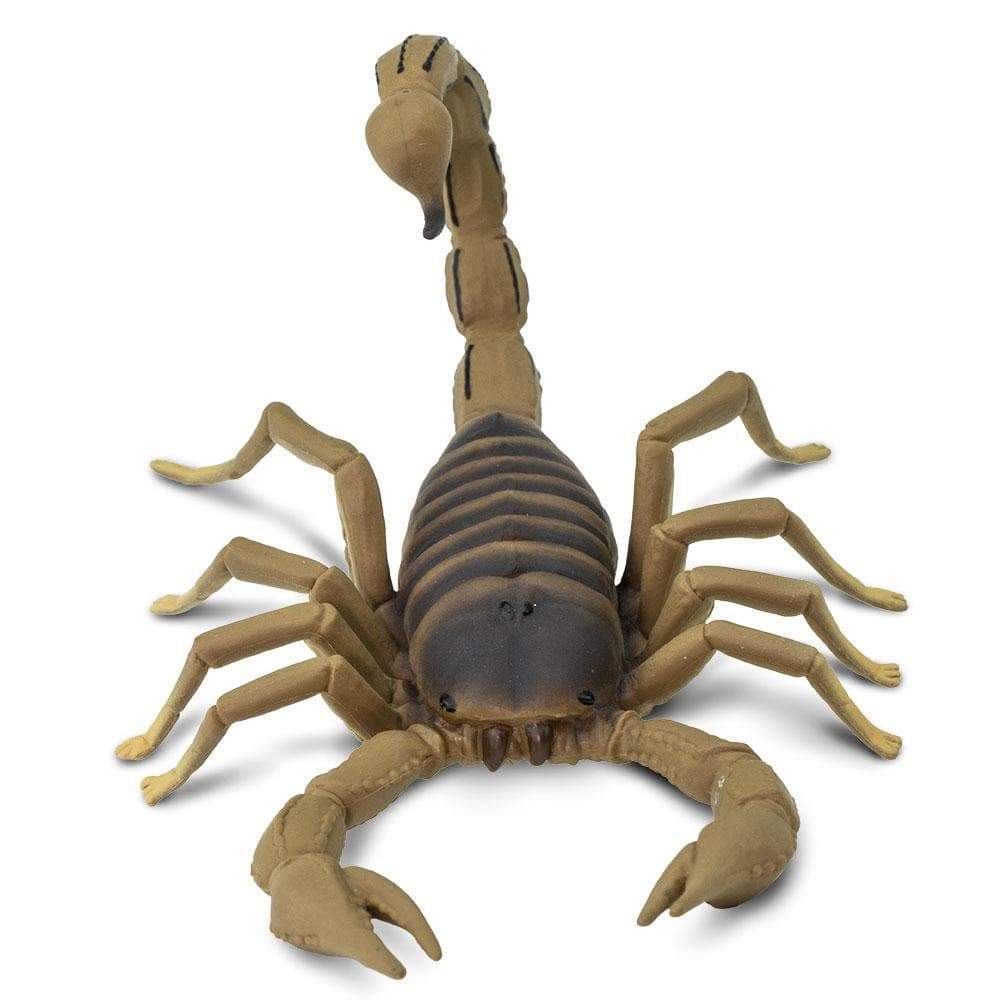 Scorpion – Houston Museum of Natural Science