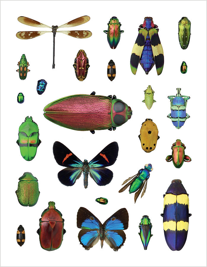 Incredible Insects Christopher Marley Sticker Book