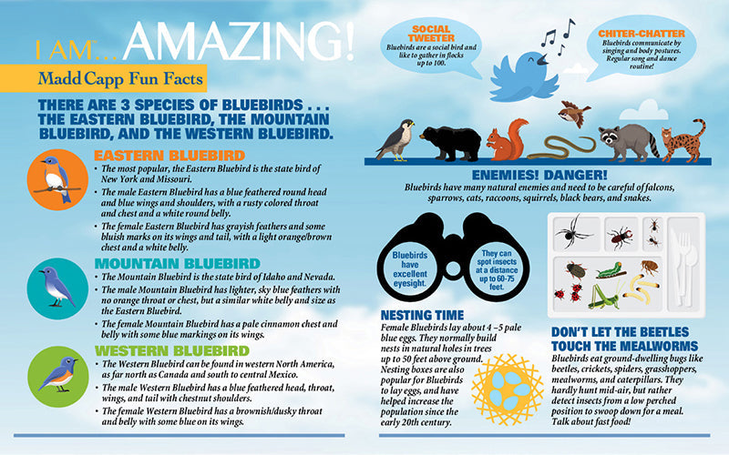 I Am Bluebird Puzzle, 300 Pieces