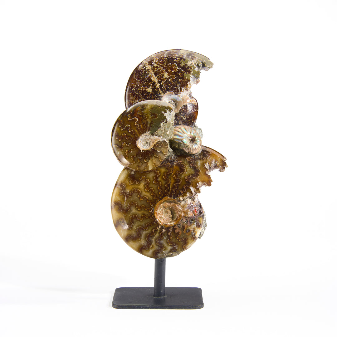 Ammonite Association on Stand