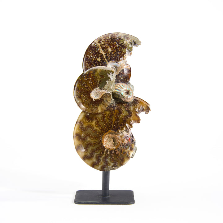 Ammonite Association on Stand