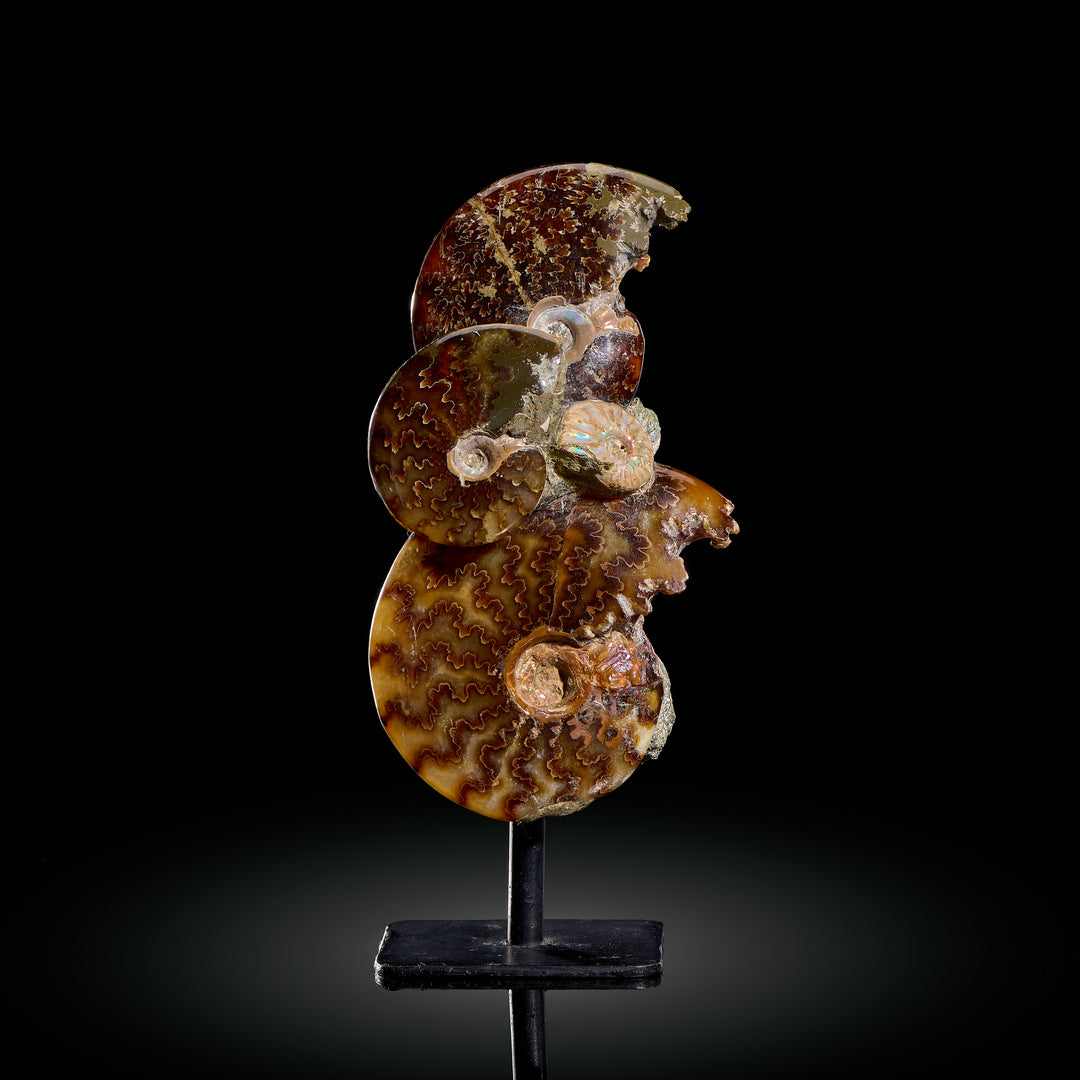 Ammonite Association on Stand