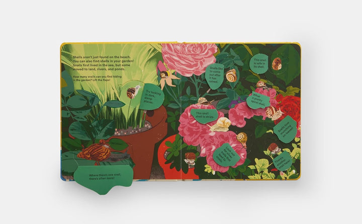 Shells... and What They Hide Inside:  Lift-the-Flap Adventure Book