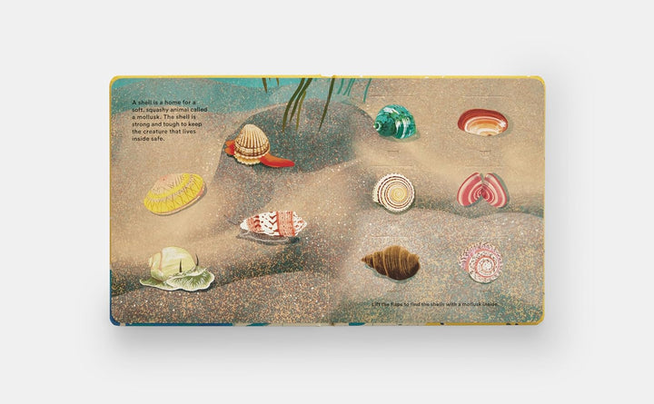 Shells... and What They Hide Inside:  Lift-the-Flap Adventure Book