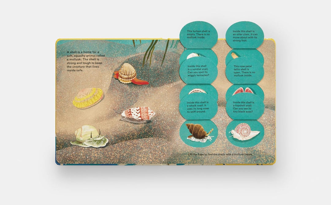 Shells... and What They Hide Inside:  Lift-the-Flap Adventure Book
