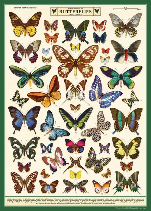 Field Guide to Butterflies Poster
