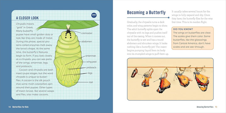 Butterflies for Kids: A Junior Scientist's Guide to the Butterfly Life Cycle and Beautiful Species to Discover