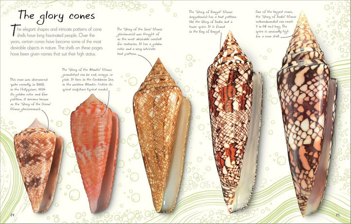 An Anthology of Shells: A Collection of Fascinating Shells from Around the World