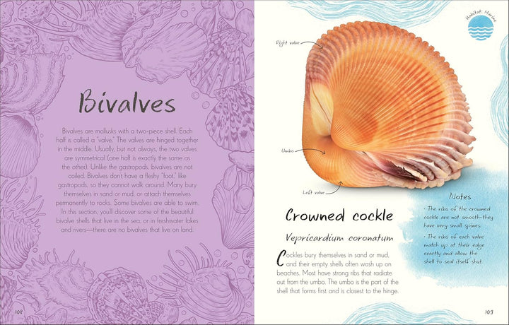 An Anthology of Shells: A Collection of Fascinating Shells from Around the World