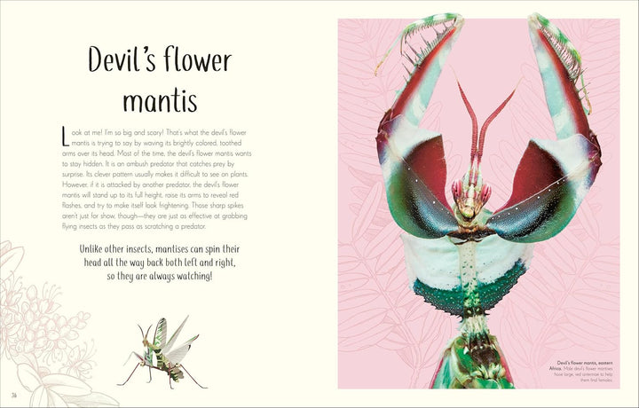 An Anthology of Remarkable Bugs, Visual Encyclopedia