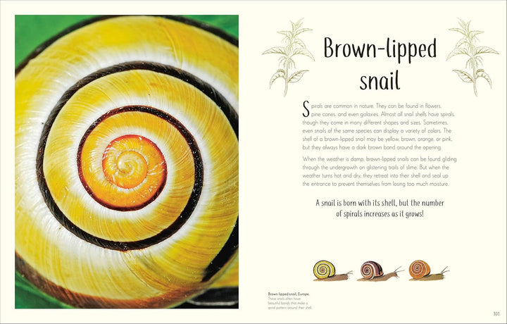 An Anthology of Remarkable Bugs, Visual Encyclopedia