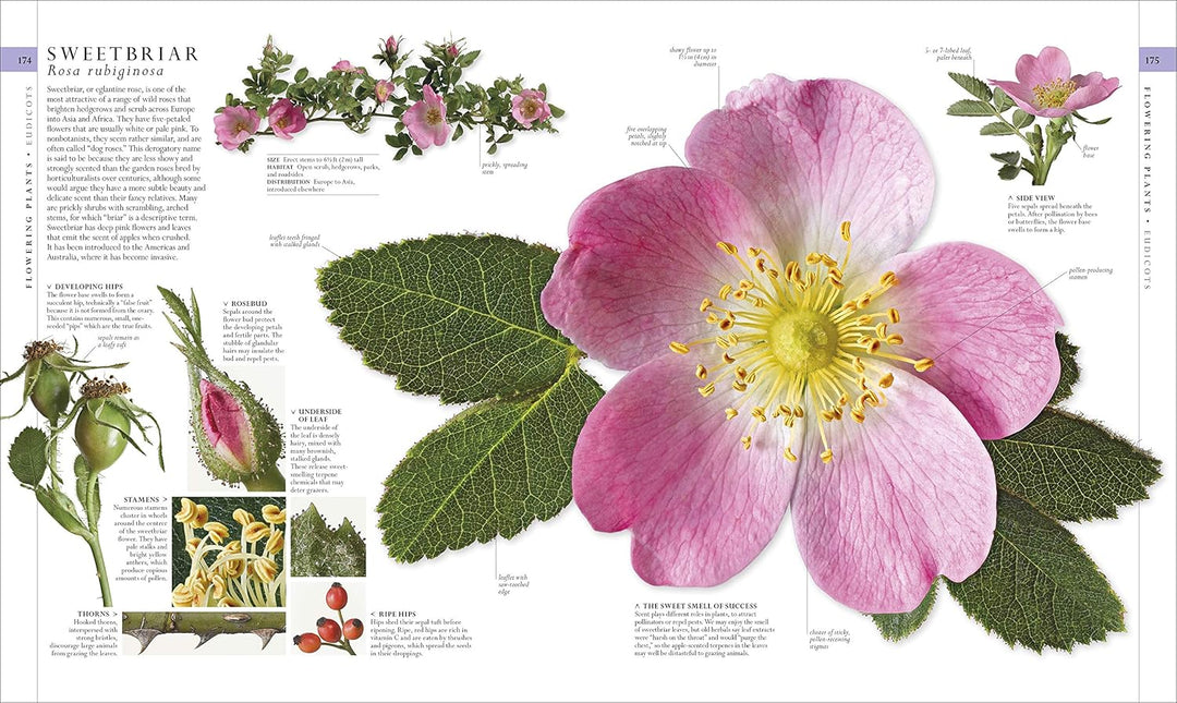 Natural History, Visual Ecyclopedia