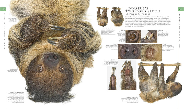 Natural History, Visual Ecyclopedia