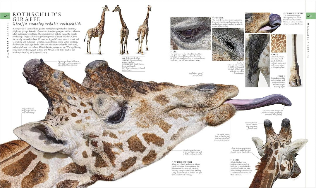 Natural History, Visual Ecyclopedia
