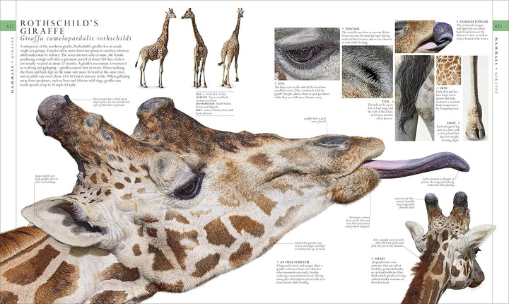 Natural History, Visual Ecyclopedia