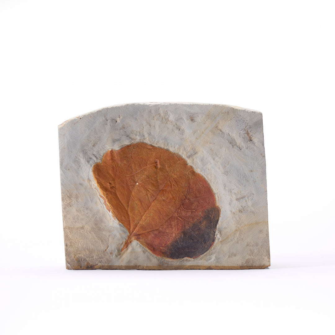Fossil Leaf, Glendive Montana