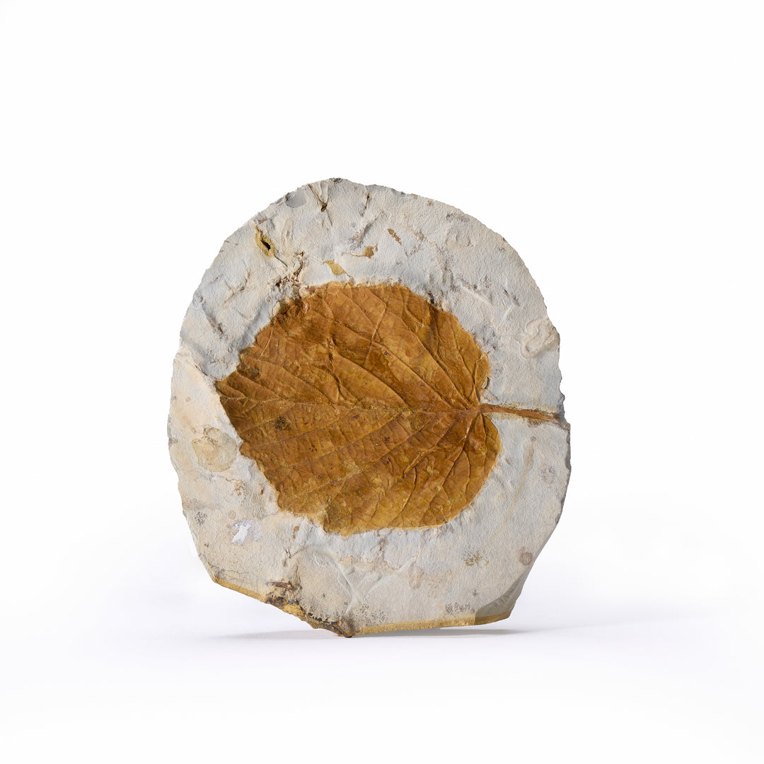 Fossil Leaf, Glendive Montana