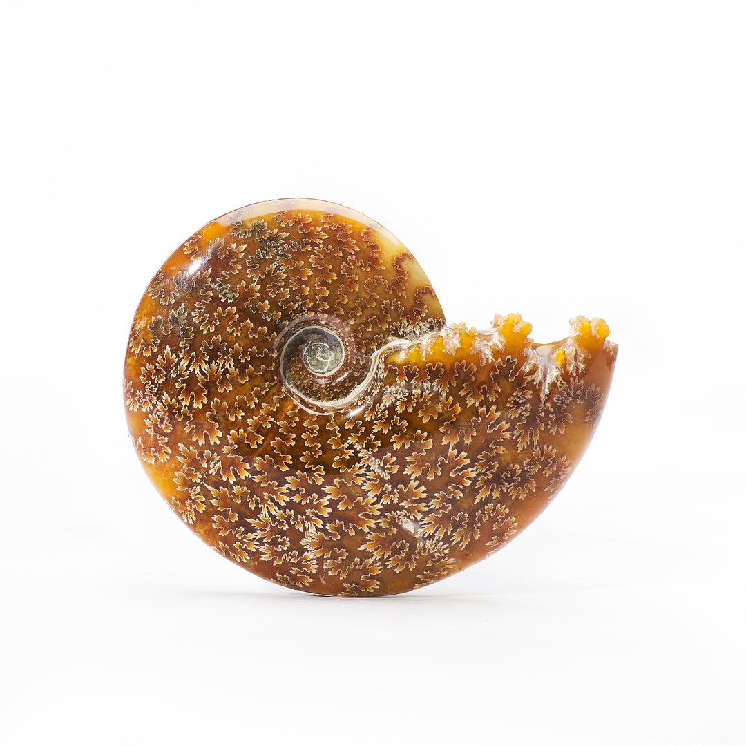 Ammonite Fossil, Madagascar