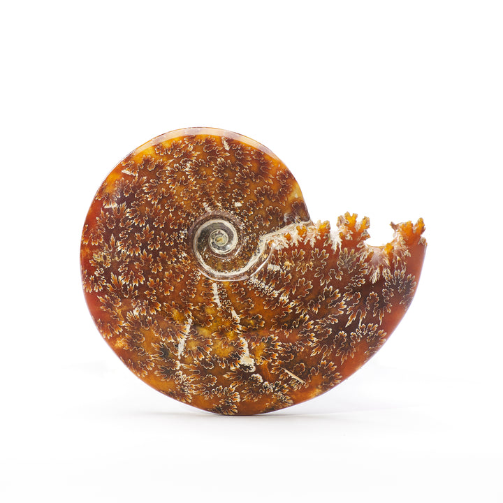 Ammonite Fossil, Madagascar