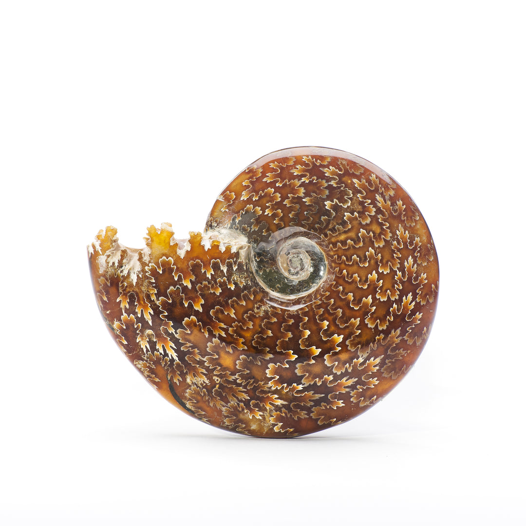 Ammonite Fossil, Madagascar