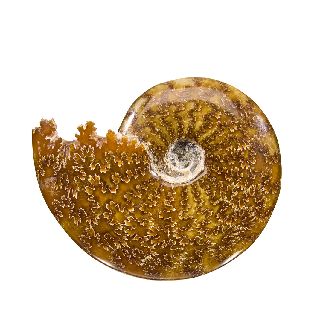 Ammonite, Madagascar