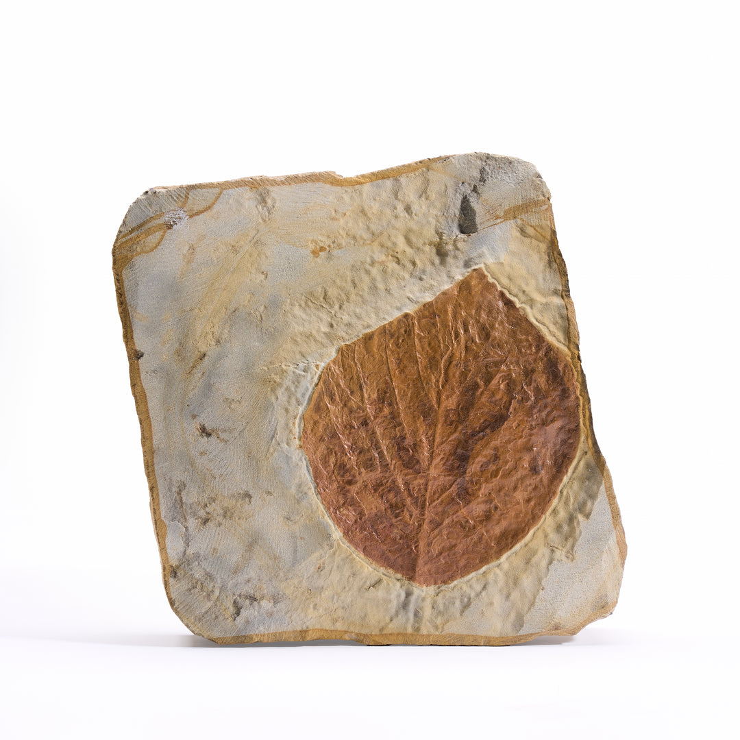 Fossil Leaf, Glendive Montana