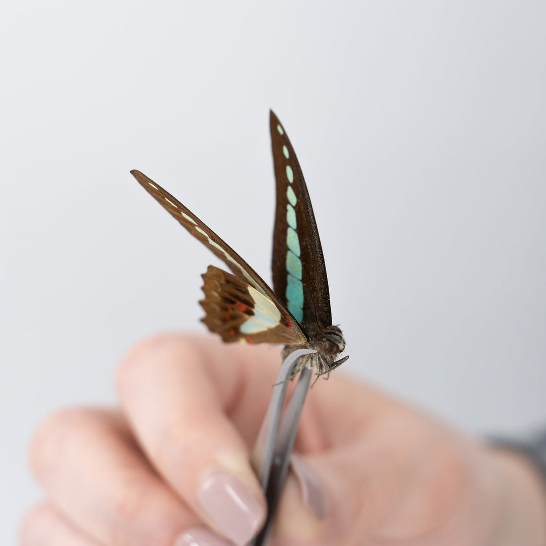 Entomology Butterfly Pinning Kit