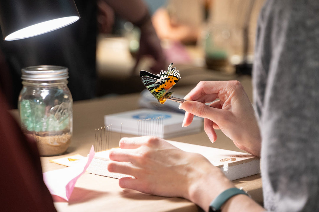 Entomology Butterfly Pinning Kit