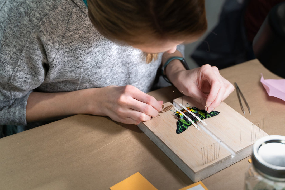 Entomology Butterfly Pinning Kit