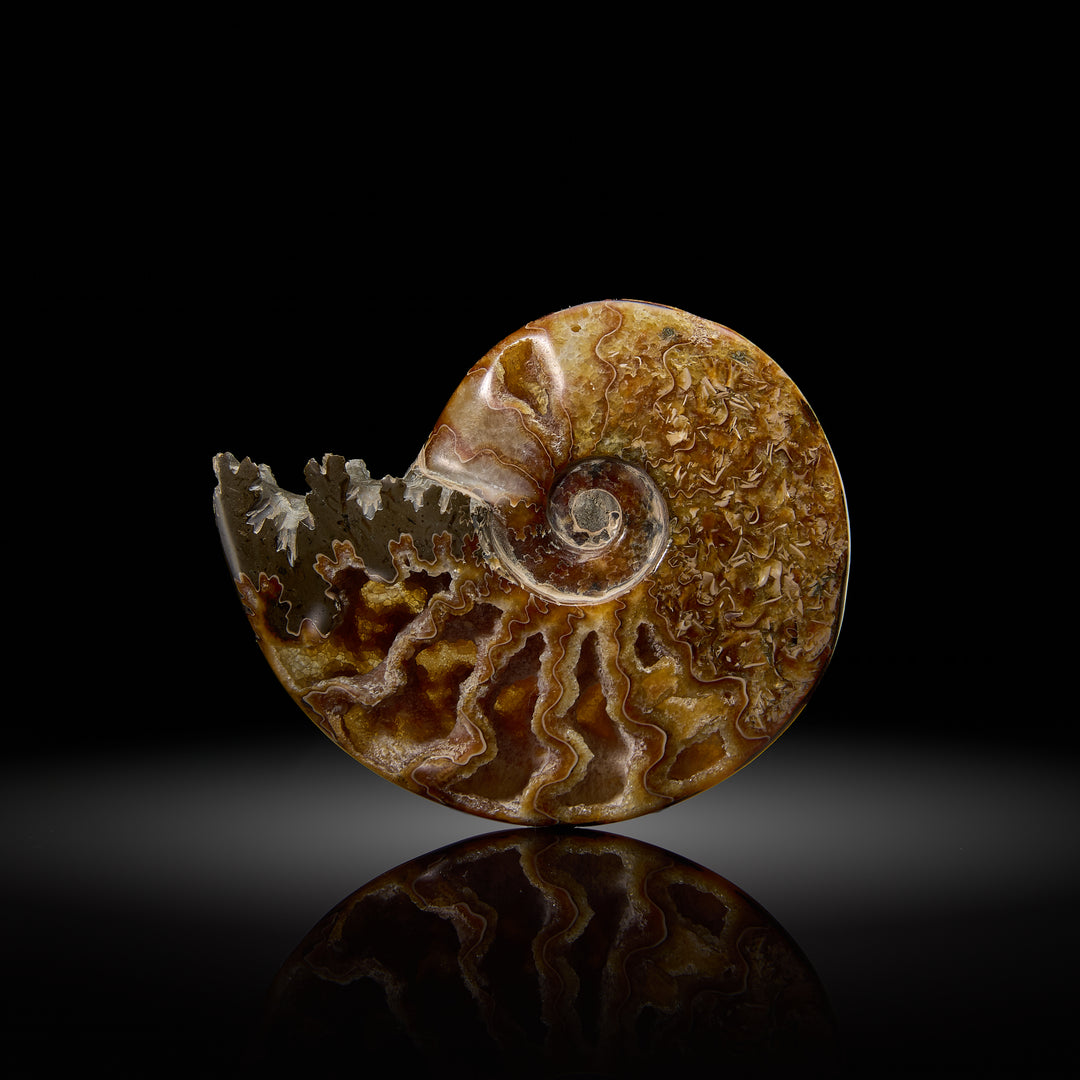 Ammonite Fossil with Hollow Chambers, Madagascar