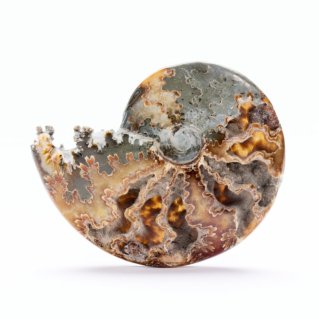 Ammonite Fossil with Hollow Chambers, Madagascar