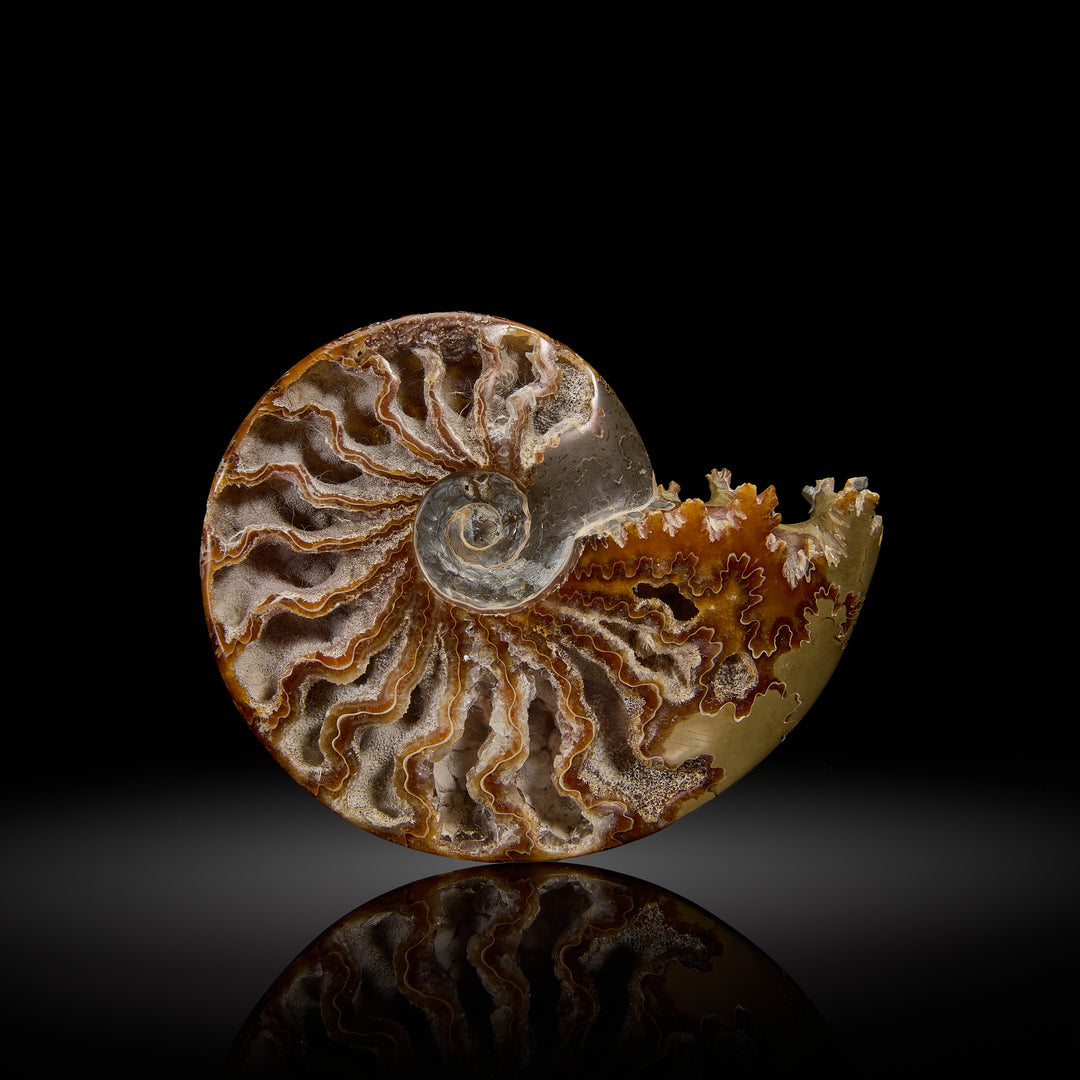 Ammonite Fossil with Hollow Chambers, Madagascar