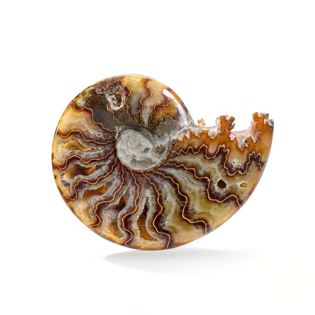 Ammonite Fossil with Hollow Chambers
