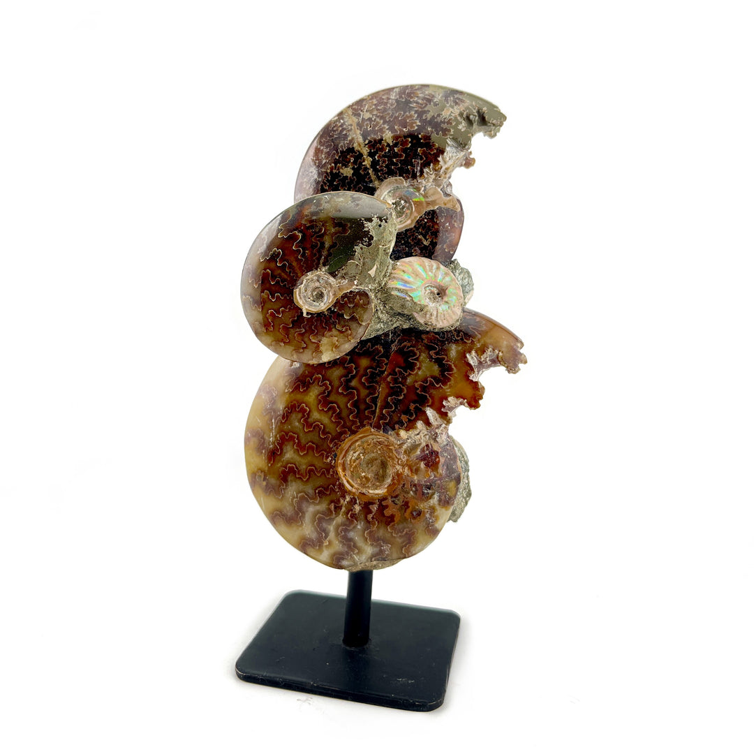 Ammonite Association on Stand