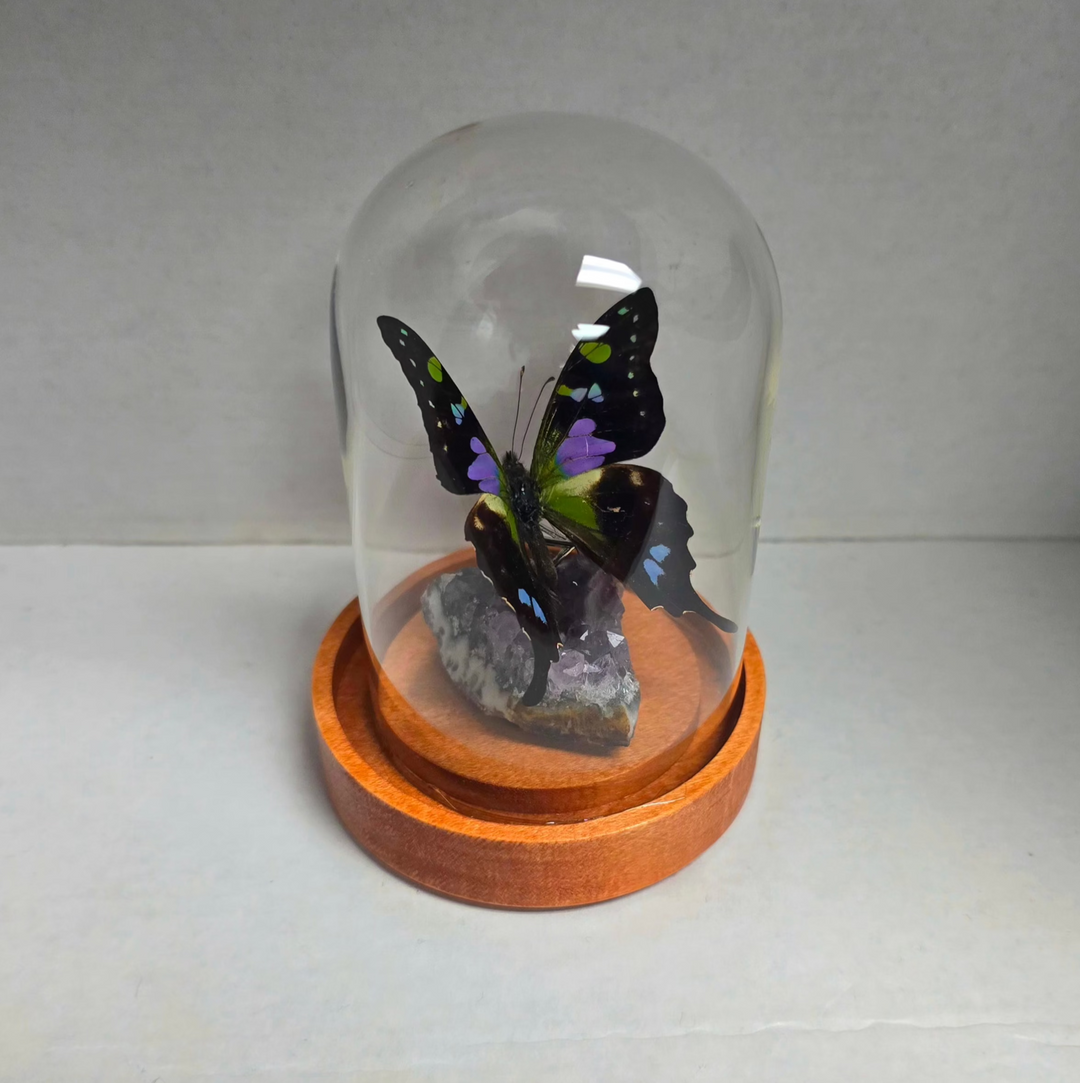 Graphium Weiskei & Amethyst