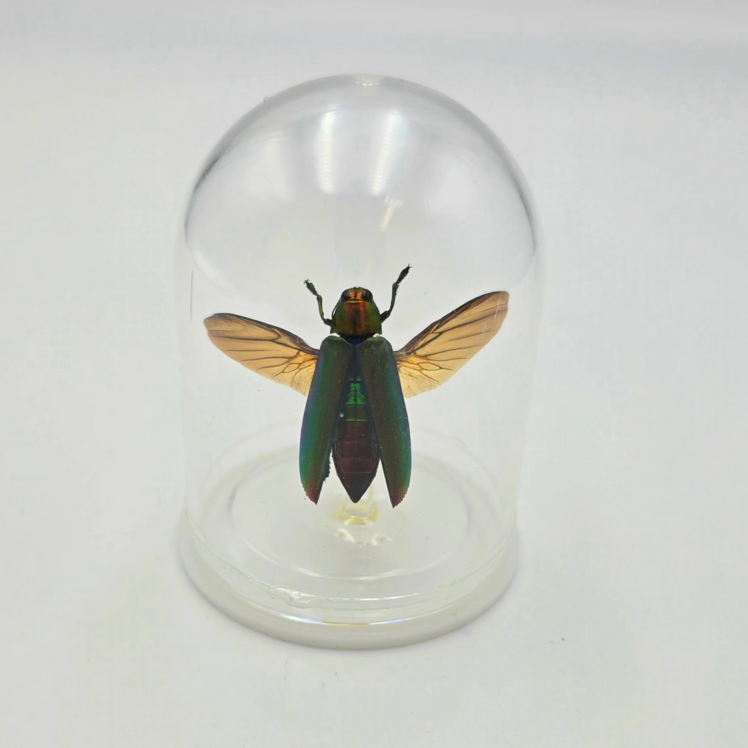 Jewel Beetle Wings Spreads Mini Bell Jar