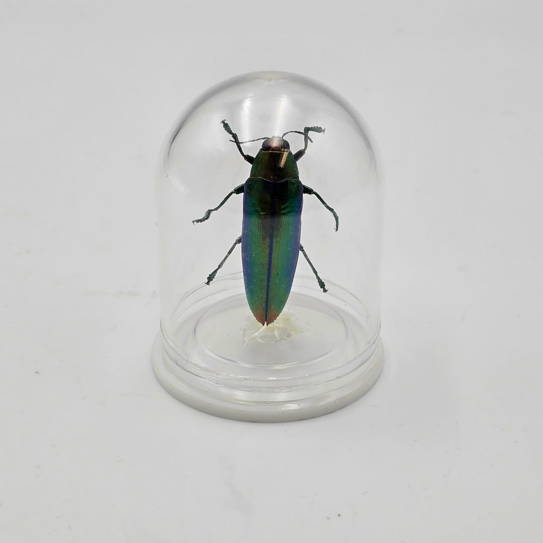 Jewel Beetle Mini Bell Jar